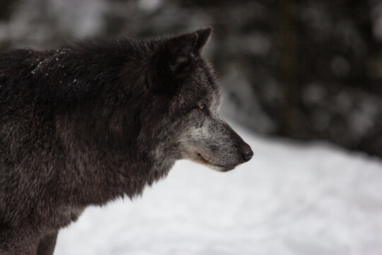 black wolf in the snow