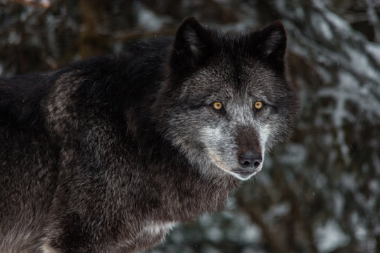 black wolf in the snow look at camera
