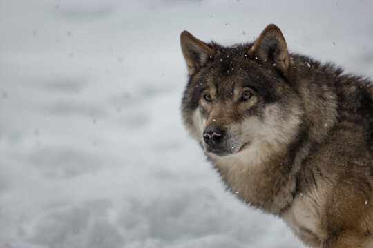 wolf in snow
