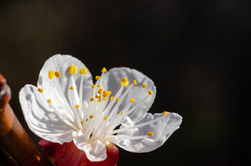 Fototapeta na wymiar Apricot flower in early spring, closeup
