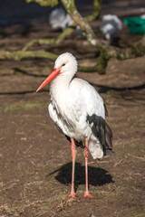 White stork (Weißstorch, Ciconia ciconia, Klapperstorch)