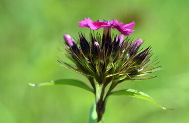 Rosarote Bartnelke auf einem Feld