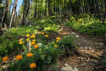 orange flowers on a forest path