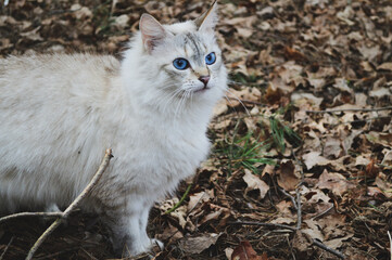 Naklejka na ściany i meble A cat with blue eyes sits in the forest