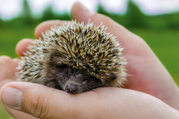 A small hedgehog sleeps on the palm of a man