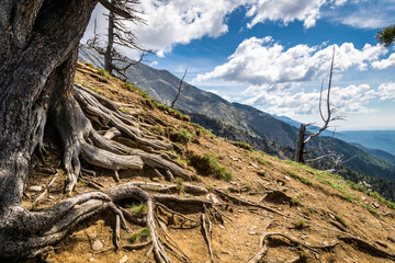 tree roots on a mountain surface in summer