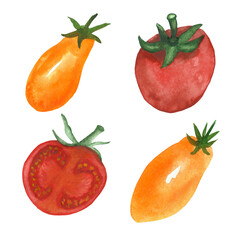 Watercolor hand painted nature garden plants set composition with circle red and elongated orange tomatoes with green stem collection isolated on the white background for design elements
