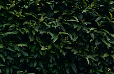 Background of dark green leaves.