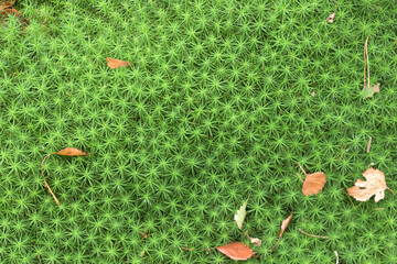 The peat dust pattern in the forest