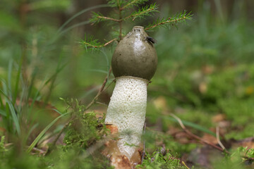 Phallus impudicus in the forest