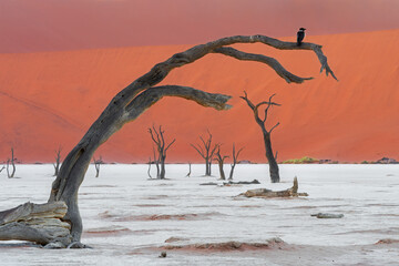 Black raven sit on the acacia dead tree in the Deadvlei pan, Namibia 