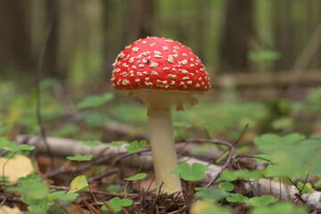 The toadstool in natural environment