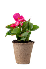 Pink flower in peat pots