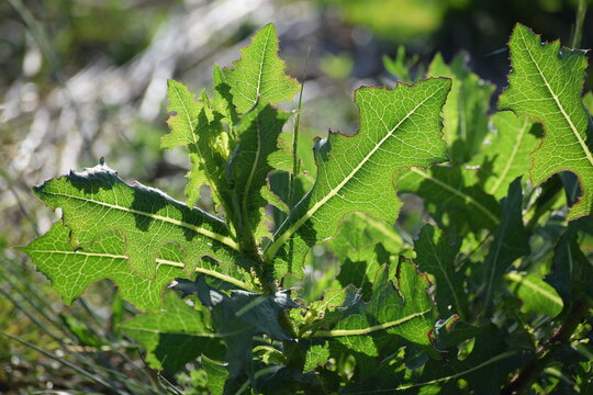 Spiny lettuce