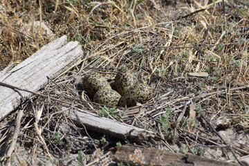 Bird Eggs