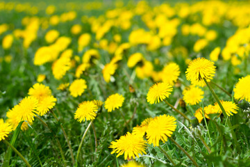 Fototapeta premium field of yellow dandelions on green meadow
