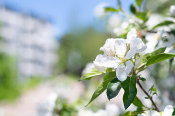 apple tree flowers with apartment building in background