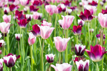 Fototapeta premium field of pink tulips in garden in summer