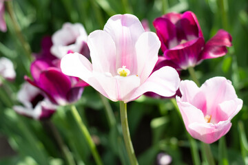 Obraz na płótnie Canvas closeup of pink tulips in spring