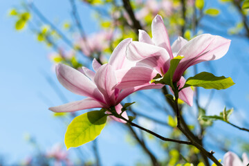 pink magnolia flowers with blue sky background