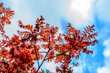 The bright colors of gold autumn