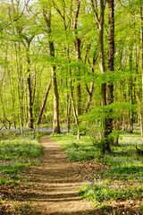 walkway in the woods