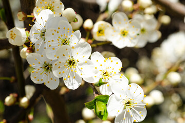 Closeup of flowering fruit trees in early spring, spring frost. Fruit trees. Cherry blossom. Beautiful background, place for text. Gardening