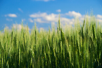 green wheat field on blue sky background