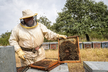 Rural and natural beekeeper, working to collect honey from hives with honey bees. Beekeeping concept, self-consumption,
