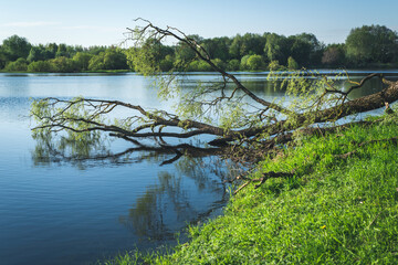 Belarusian spring landscape. A beautiful tree lies on the bank of the river after bad weather.