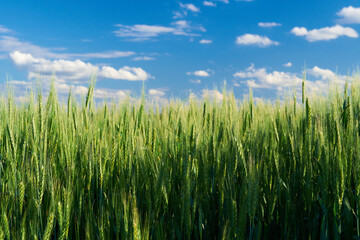 green wheat field on blue sky background