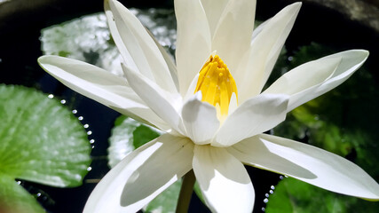 White lotus blooming in Sri Lanka