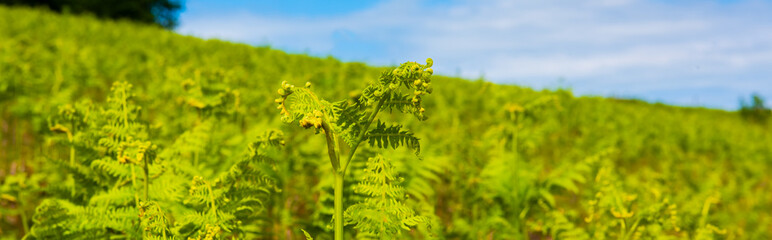 green grass and blue sky
