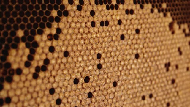 Close up honey comb with bee brood. Selective focus.