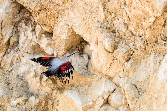 Mountain flying jewel, jumping on a rock looking for beetles and other bugs. Grey bird with red wings. Palava Hills, Czech Republic. Wallcreeper, Tichodroma muraria.