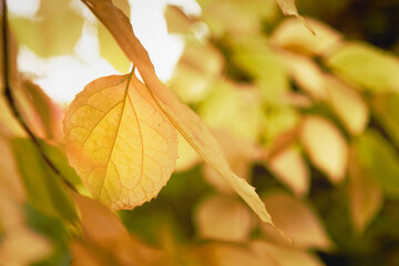 Beautiful closeup of yellow leaves of  Small Leaved Lime  on blured nature background wraped  in autumn light.