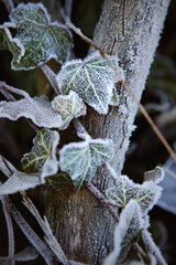 Detail of frozen leaves and frost branches of 
ivy in the early winter morning.