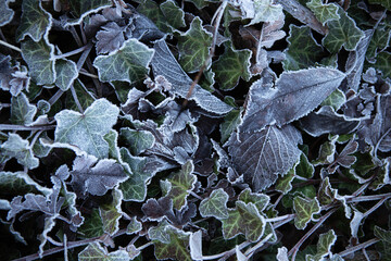frozen blue leaves background ,mornig frost cover  plant foliage on winter time.