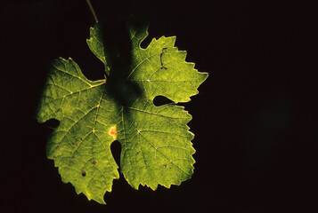 A leaf of grape lit by the sun in a vineyard at the sunset. Piedmont, Italy.