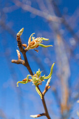 Buds bloom in spring on a pear tree in the garden