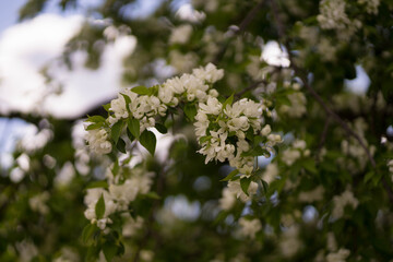 twigs of apple tree with white flowers in spring