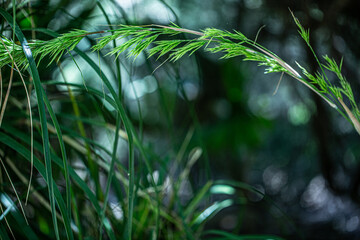 Long green Grass Texture