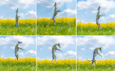 junge Whippet Hündin springt lustig in die Luft um Insekten zu fangen 6- Einzelfotos