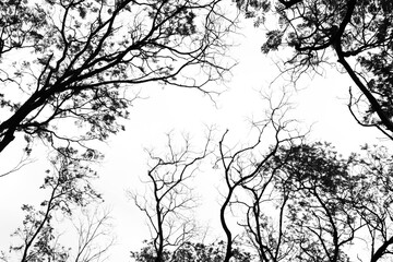 Looking up in Forest - Tree branches nature abstract - monochrome
