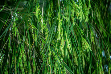 Long green Grass Texture