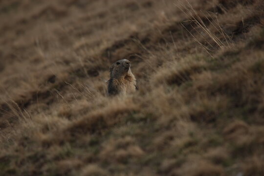 marmot coming out of its hole