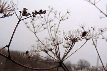 first frost on the leaves