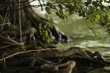 Tree roots extending into the water on the Miedwie lake, Zieleniewo, Poland