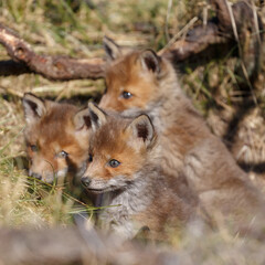 Fototapeta premium Red fox cub in nature in springtime