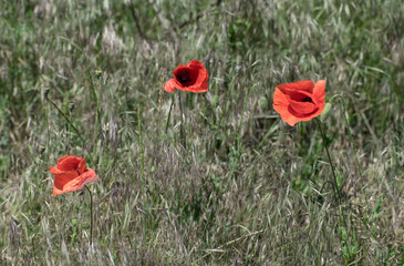 Fototapeta premium Czerwone kwiaty maku na polu, na wietrze